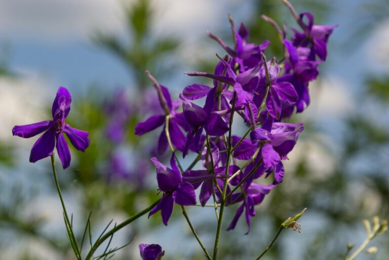 Guide to Growing and Caring for Lovely Larkspur Flowers