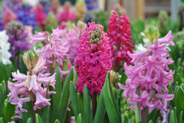 Hyacinth Flowers: Growing and Care Guide