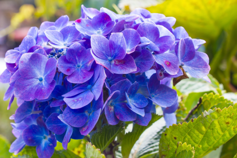 Guide to Growing and Caring for Indigo Plants (PRO TIPS)