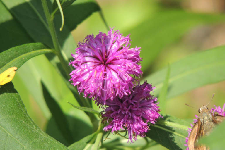 Ultimate Guide to Growing and Caring for Ironweed (Vernonia)