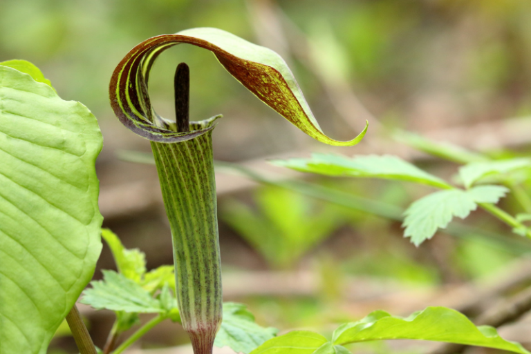 Guide to Growing and Caring for Jack-in-the-Pulpit Plants