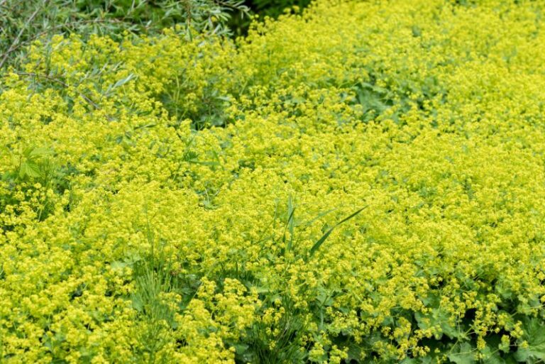 How to Grow Lady’s Mantle: A Gardening Guide