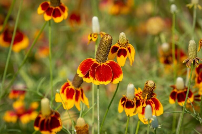 Growing Mexican Hat Flowers: A Comprehensive Guide for Gardening Enthusiasts