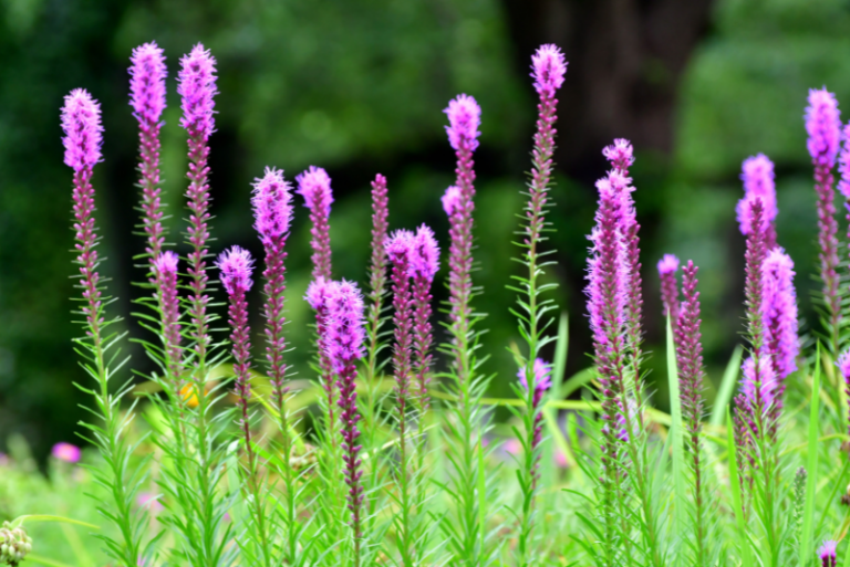 Guide to Planting and Growing Blazing Star Flowers (Liatris Spicata)