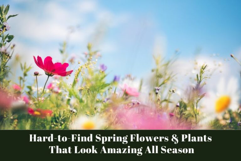 Hard-to-Find Spring Flowers & Plants That Look Amazing All Season