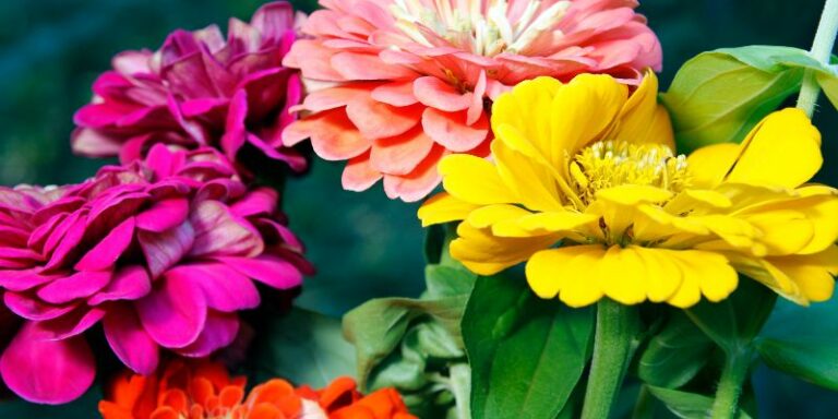 How Far Apart Should You Space Zinnias When Planting Them?