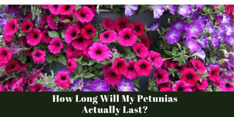 How Long Will My Petunias Actually Last?
