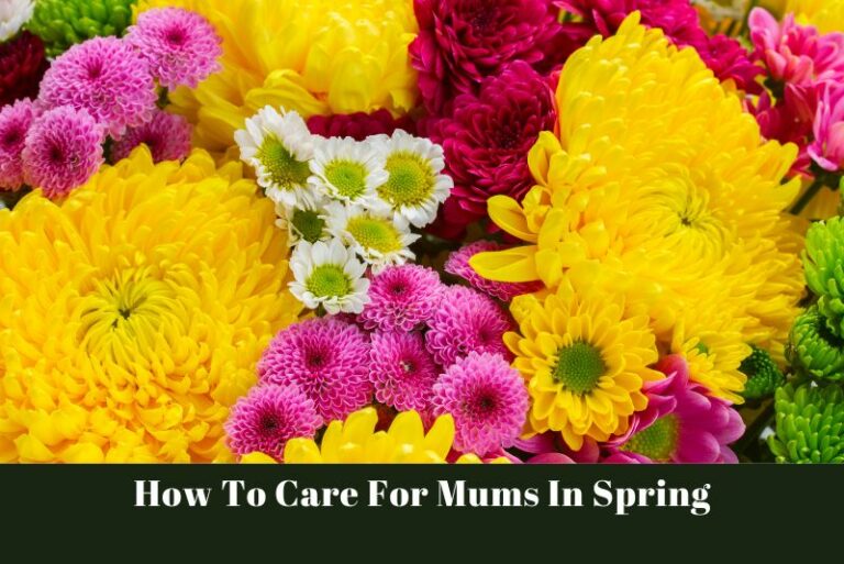 How To Care For Mums In Spring?