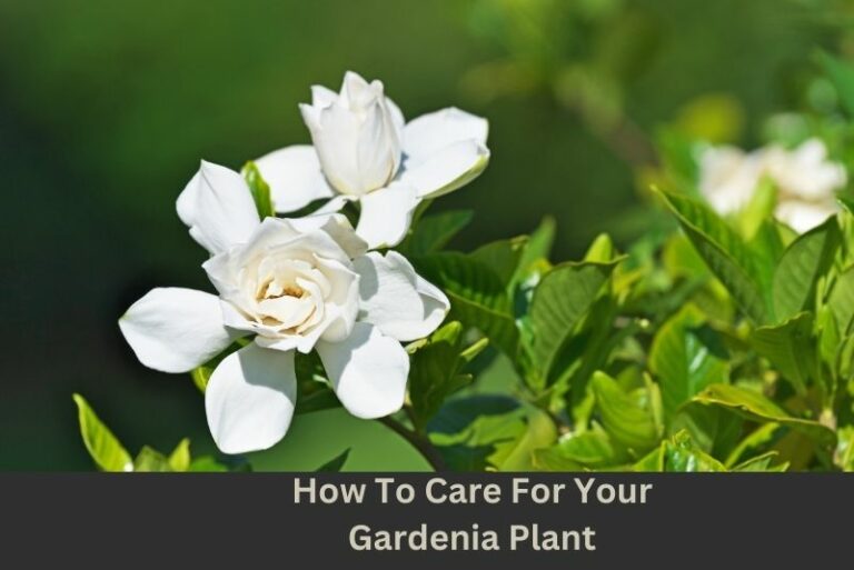 How To Care For Your Gardenia Plant: The Ultimate Guide for Lush Blooms and Fragrant Living Spaces