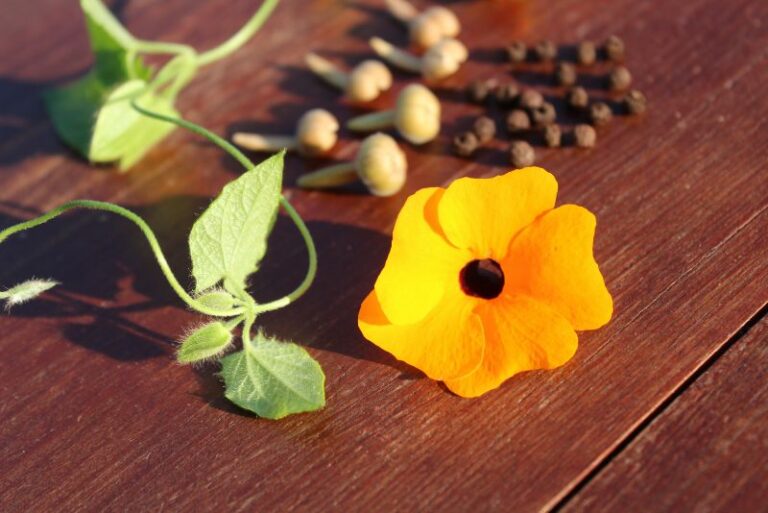 Harvesting Sunshine: The Art of Black Eyed Susan Seed Collection