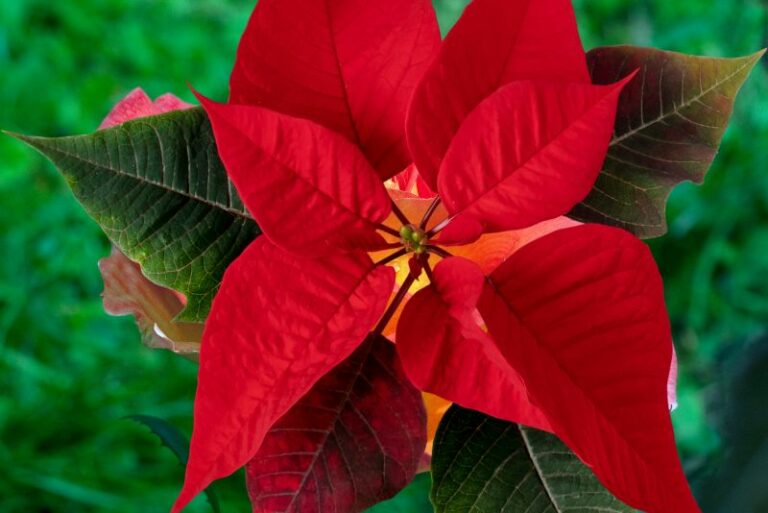 Prolonging Poinsettia Perfection: Expert Care Guide for Year-Round Blooms