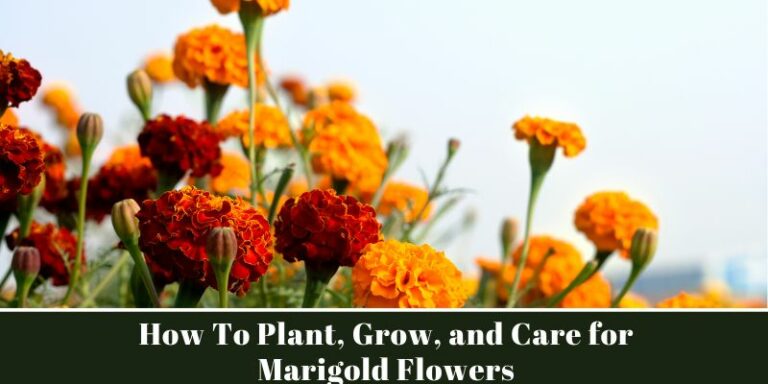 How To Plant, Grow, and Care for Marigold Flowers