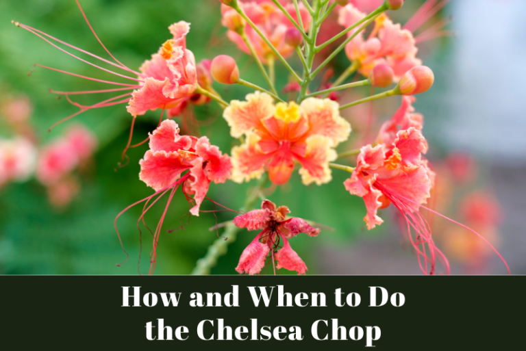 How and When to Do the Chelsea Chop: A Gardening Guide