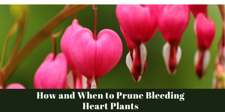 How and When to Prune Bleeding Heart Plants?