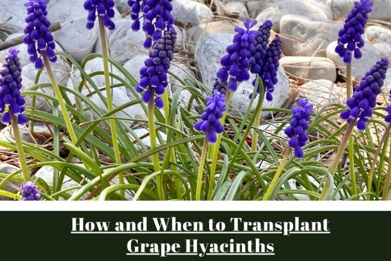 How and When to Transplant Grape Hyacinths: A Gardener’s Guide for Spectacular Blooms