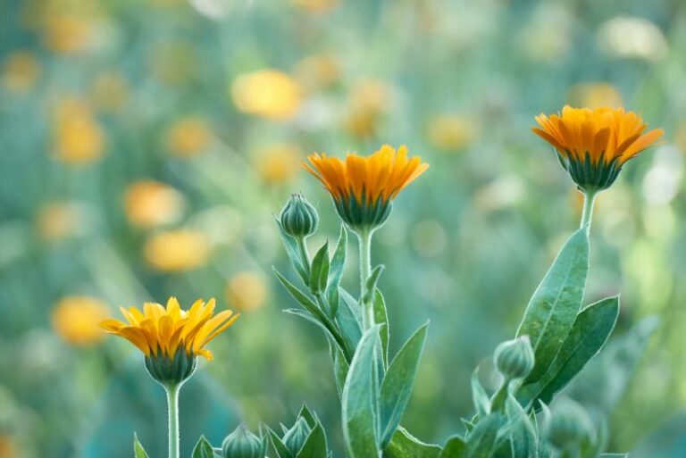 How to Care for Calendula (Pot Marigold) in Winter: A Gardeners’ Guide to Blossom Resilience