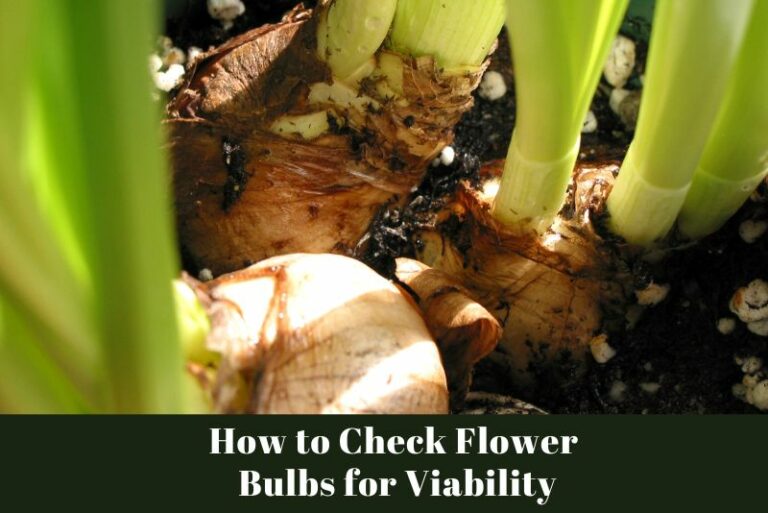 How to Check Flower Bulbs for Viability?