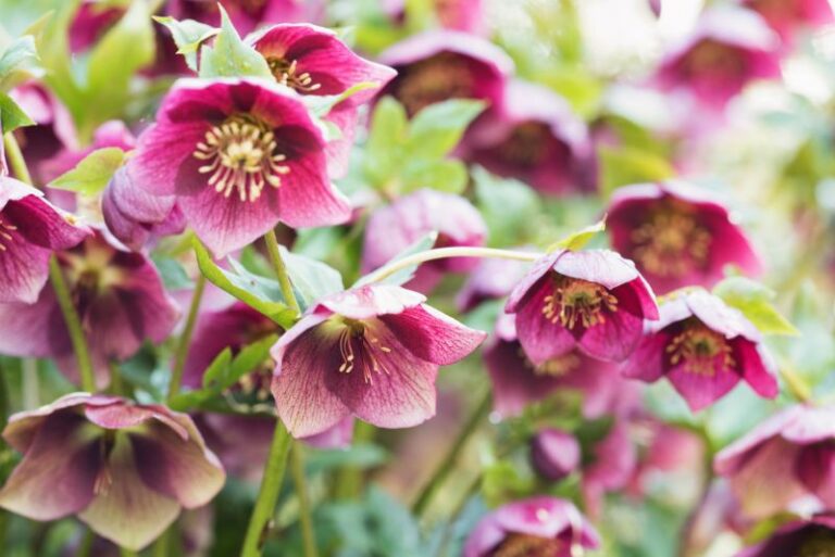 Guide to Collecting Hellebore Seeds for Plant Propagation