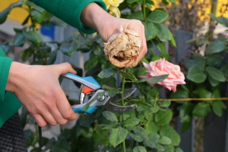 How to Deadhead Blooming Plants in the Garden: A Green Thumb’s Guide