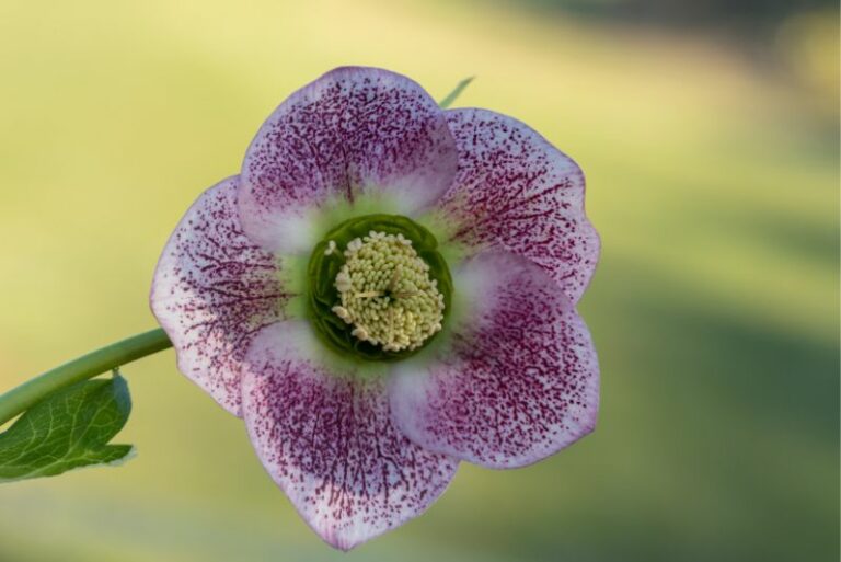 How to Divide and Transplant Hellebores: A Gardener’s Comprehensive Guide
