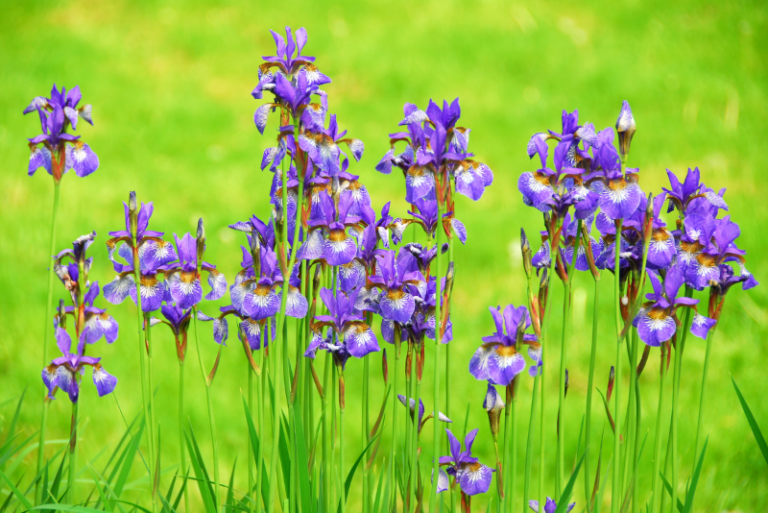 How to Divide and Transplant Irises: A Gardener’s Guide to Lively Blooms