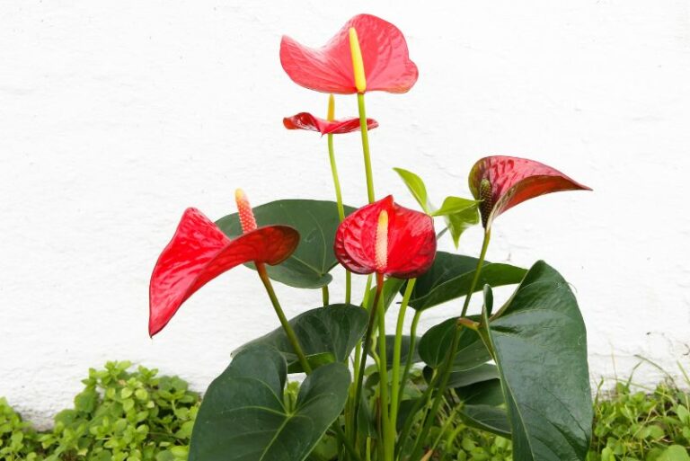 How to Grow Anthurium: A Comprehensive Guide for Plant Enthusiasts