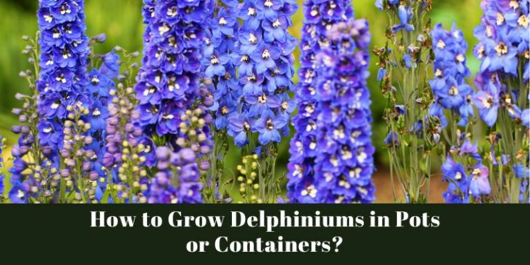 How to Grow Delphiniums in Pots or Containers?