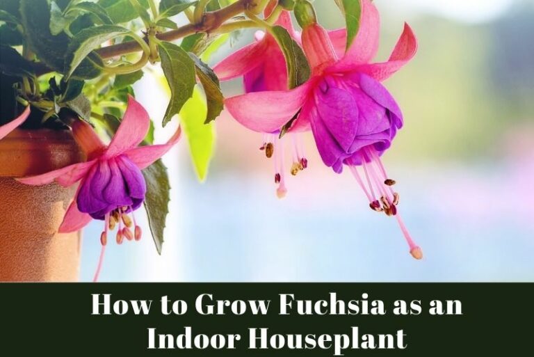 How to Grow Fuchsia as an Indoor Houseplant