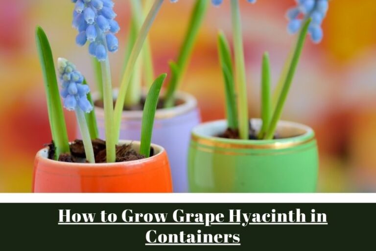 How to Grow Grape Hyacinth in Containers: A Comprehensive Guide to Vibrant Urban Gardens