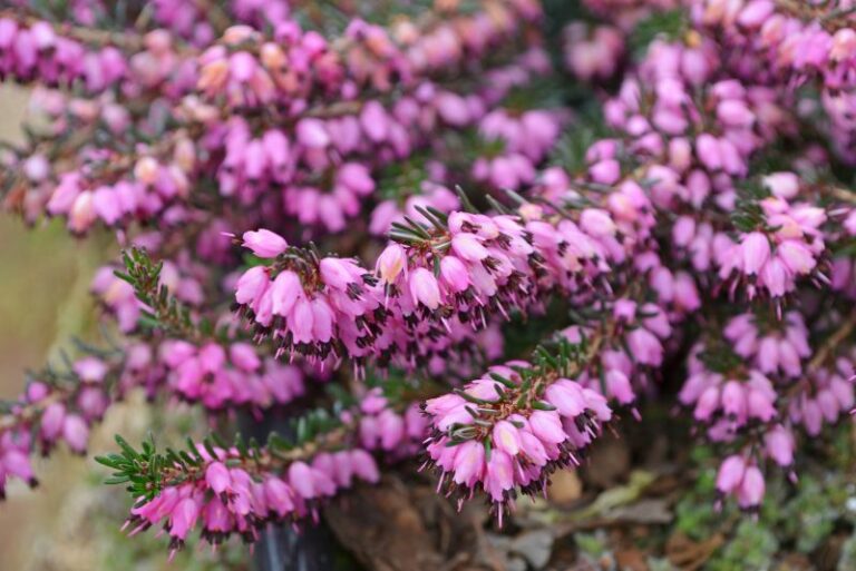 How to Cultivate an Enchanting Heather Garden: A Complete Gardener’s Guide