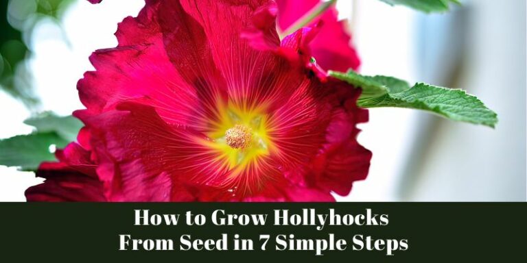 How to Grow Hollyhocks From Seed in 7 Simple Steps
