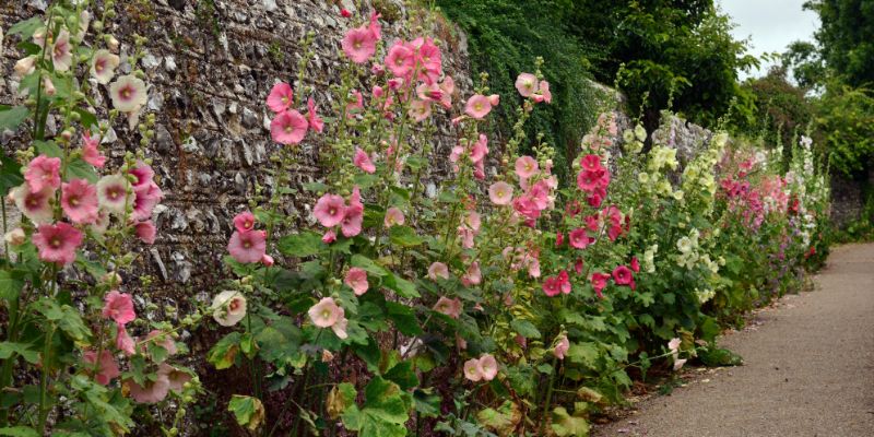 How to Grow Hollyhocks From Seed