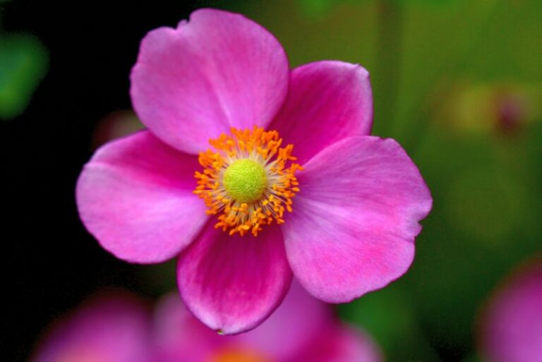 How to Grow Japanese Anemones: The Ultimate Gardener’s Guide