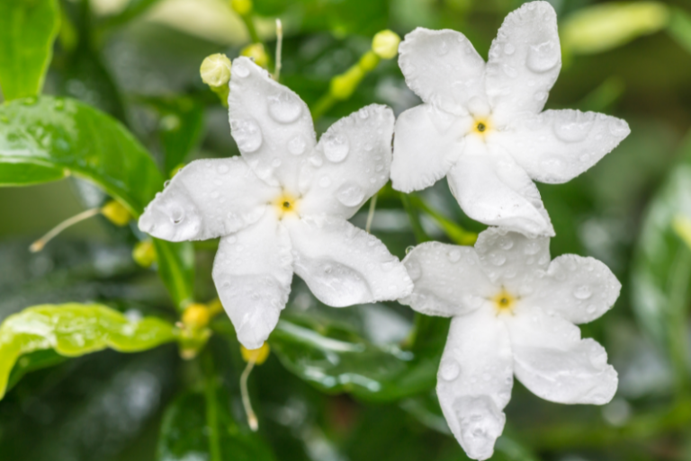 Mastering Star Jasmine as Ground Cover: A Comprehensive Guide