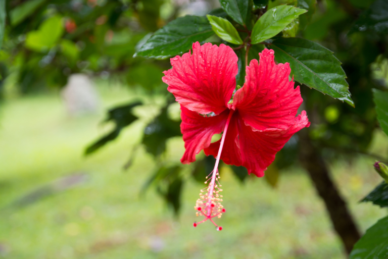 How to Grow Tropical Hibiscus in Containers: A Comprehensive Guide