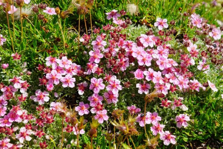 How to Grow and Care for Alpine Pinks