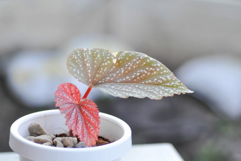 How to Grow and Care for Begonia Maculata: A Complete Guide for Lush and Healthy Foliage