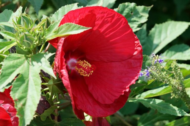 How to Grow and Care for Hardy Hibiscus Flowers