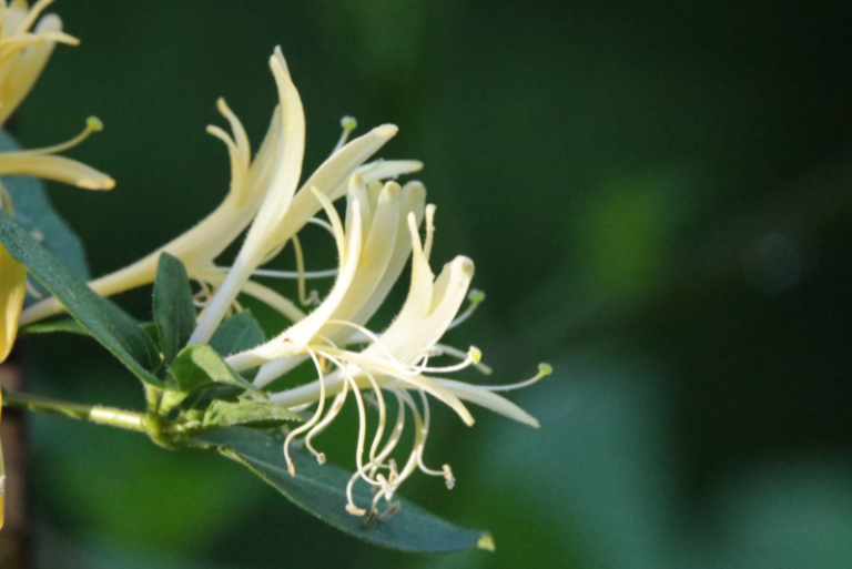How to Grow and Care for Japanese Honeysuckle