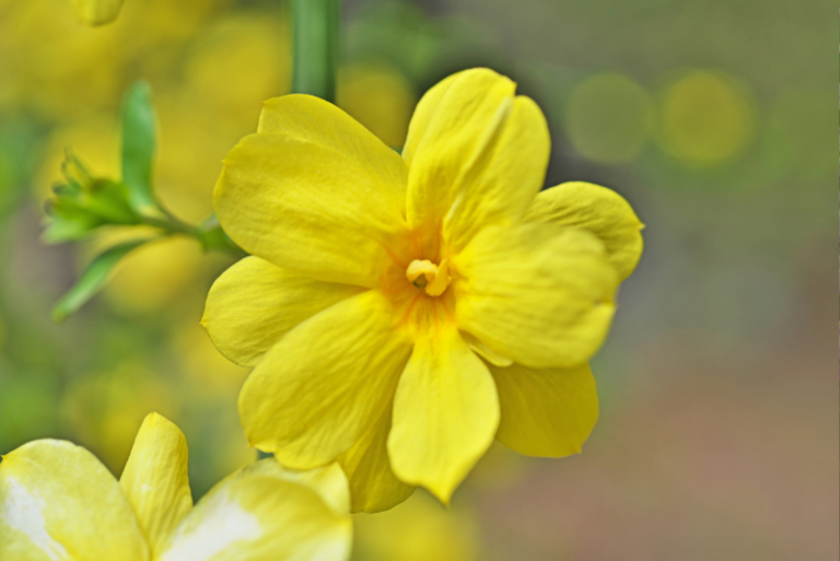 Guide to Growing and Caring for Winter Jasmine