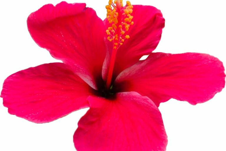 How to Identify and Control Caterpillars on Tropical Hibiscus