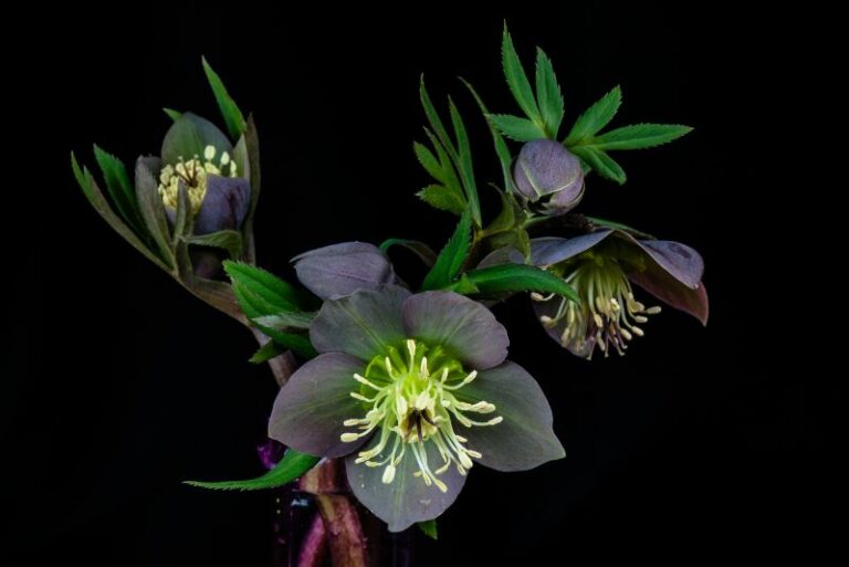 How to Identify and Control Hellebore Pests