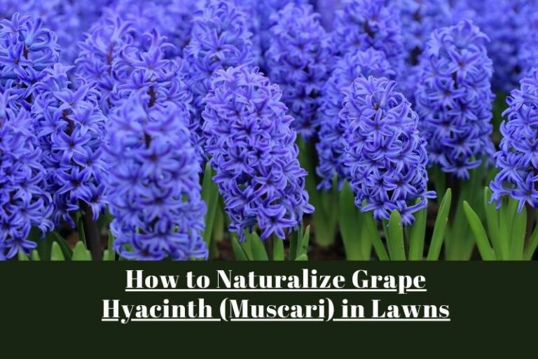 How to Naturalize Grape Hyacinth (Muscari) in Lawns