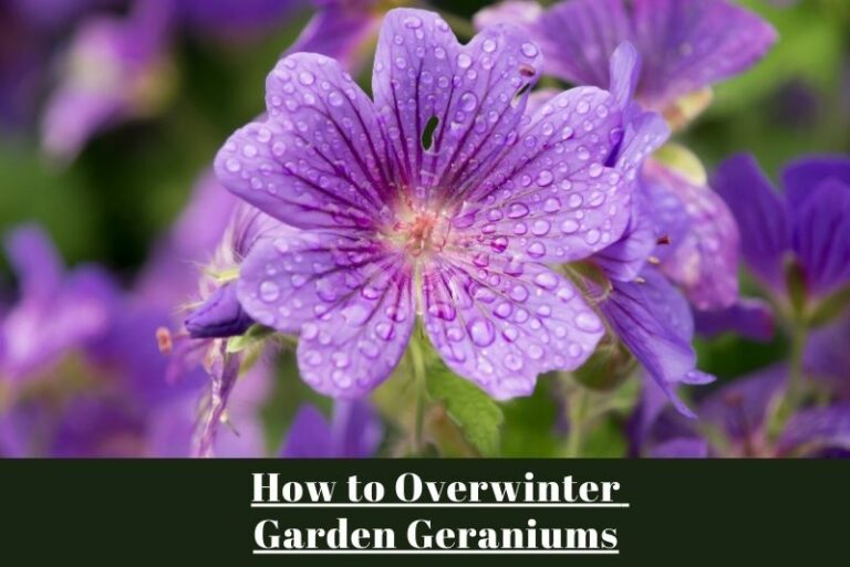 How to Overwinter Garden Geraniums: A Gardener’s Guide to Keeping Blooms Year-Round