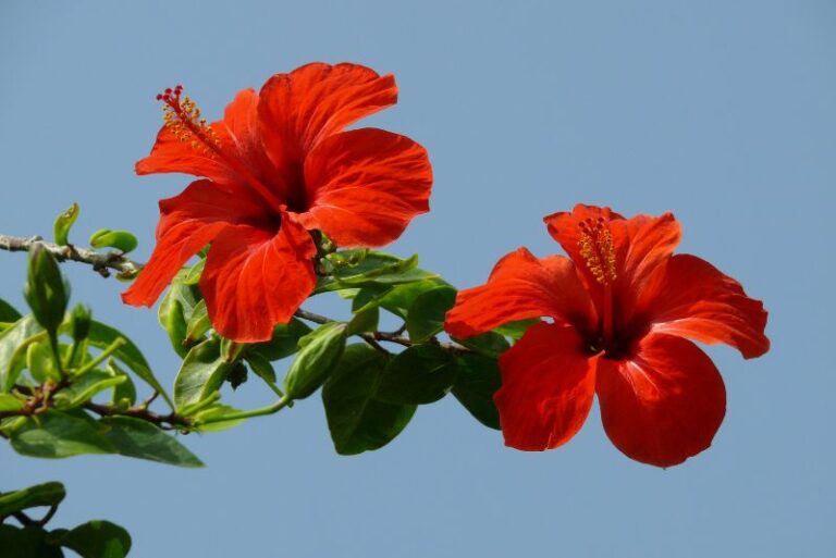 How to Overwinter Tropical Hibiscus Indoors: A Mini-Tropical Paradise in Your House