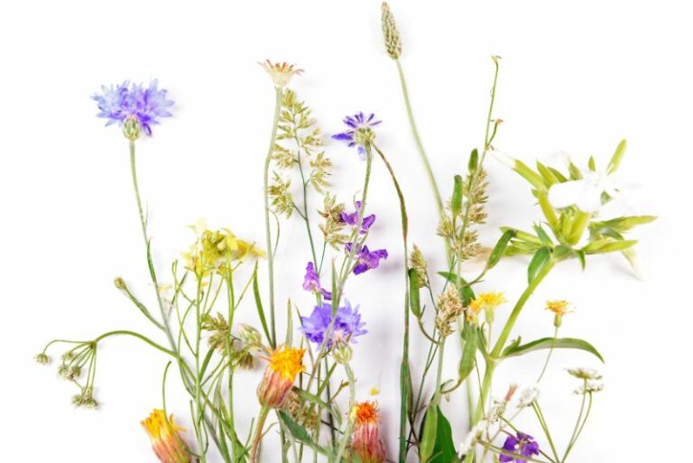 How to Plant & Grow a Wildflower Garden from Seed?
