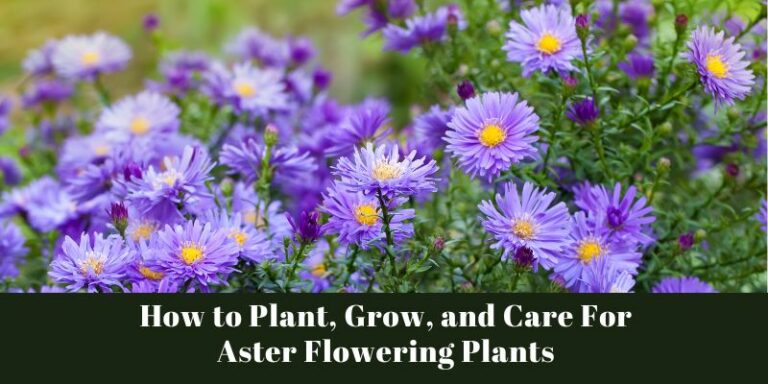 How to Plant, Grow, and Care For Aster Flowering Plants