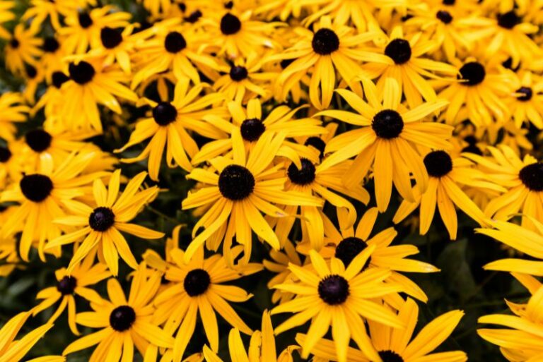 Planting, Growing, and Caring for Black-Eyed Susans: A Complete Gardener’s Guide