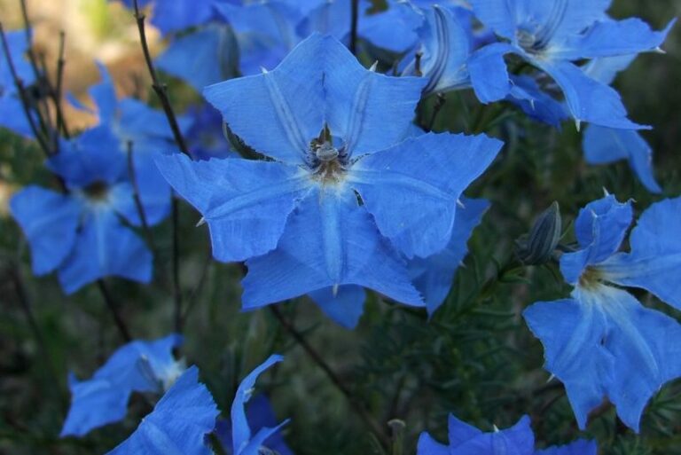 Guide to Planting, Growing, and Caring for Blue Lechenaultia