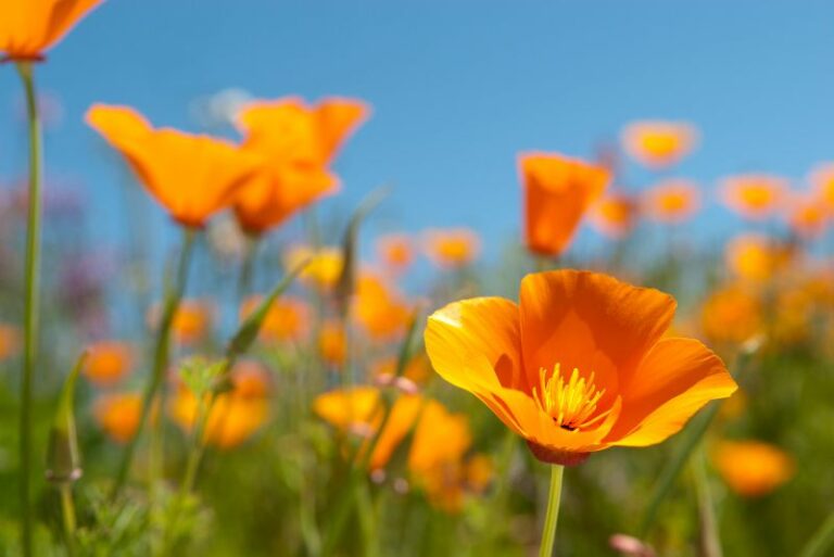 How to Plant, Grow and Care For California Poppies